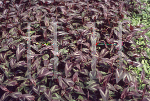 Picture of Polygonum microcephalum 'Red Dragon'