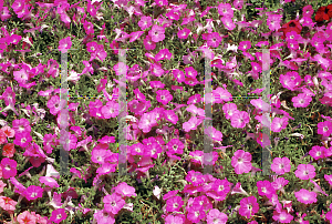 Picture of Petunia x hybrida 'Surfinia Mini Brillant Pink'