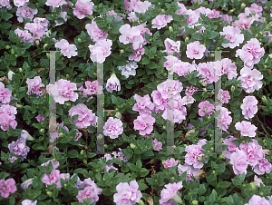 Picture of Petunia x hybrida 'Double Misty Lilac Wave'