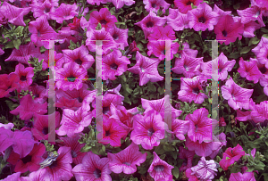 Picture of Petunia x hybrida 'Surfinia Rose Vein'