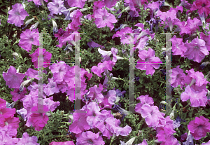 Picture of Petunia x hybrida 'Bravo Lavender'