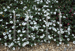 Picture of Petunia x hybrida 'Bright Dreams'