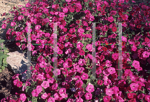 Picture of Petunia x hybrida 'Tidal WaveCherry'