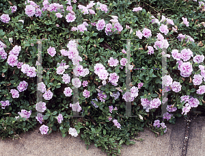 Picture of Petunia x hybrida 'Double Lavender Wave'