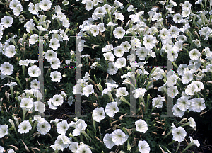 Picture of Petunia x hybrida 'Fantasy Ivory'