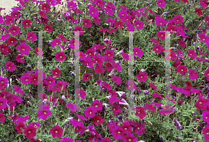 Picture of Petunia x hybrida 'Fantasy Carmine'