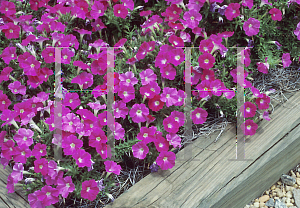 Picture of Petunia x hybrida 'Fantasy Pink'