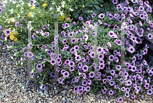 Picture of Petunia x hybrida 'Happy Dreams'