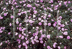 Picture of Petunia x hybrida 'Marco Polo Odyssey'