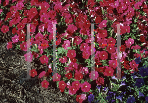 Picture of Petunia x hybrida 'Carpet Bright Red'