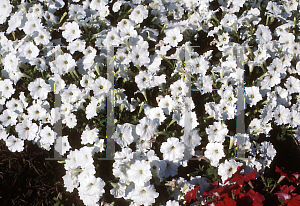 Picture of Petunia x hybrida 'Carpet White'
