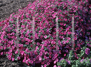 Picture of Petunia x hybrida 'Tidal WaveCherry'