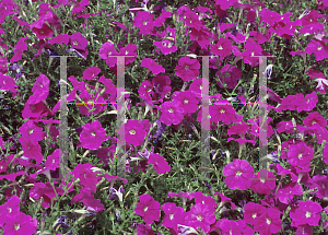 Picture of Petunia x hybrida 'Primetime Lavender'