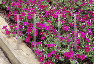 Picture of Petunia x hybrida 'Fantasy Carmine'