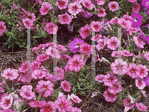 Picture of Petunia x hybrida 'Fantasy Crystal Red'