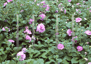 Picture of Petunia x hybrida 'Polo'