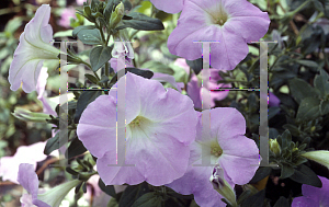 Picture of Petunia x hybrida 'Misty Lilac Wave'