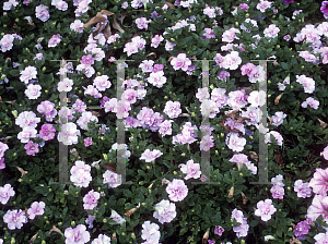 Picture of Petunia x hybrida 'Double Misty Lilac Wave'