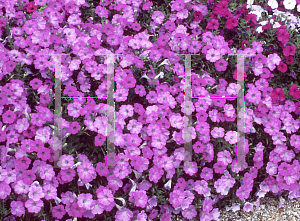 Picture of Petunia x hybrida 'Surprise Lavender'