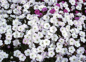 Picture of Petunia x hybrida 'Supertunia  Blushing Princess'