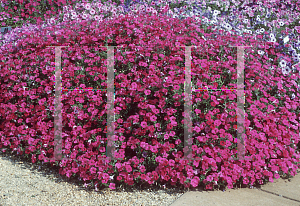 Picture of Petunia x hybrida 'Tidal WaveCherry'