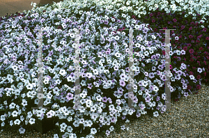 Picture of Petunia x hybrida 'Tidal Wave Silver'