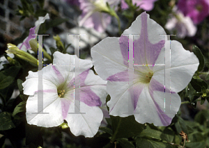 Picture of Petunia x hybrida 'Misty Lilac Wave'