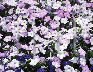 Picture of Petunia x hybrida 'Misty Lilac Wave'