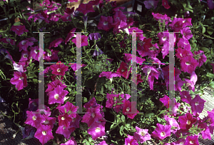 Picture of Petunia x hybrida 'Rose Wave'