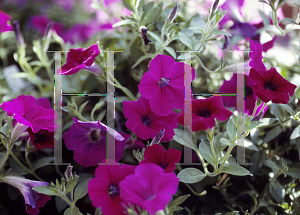 Picture of Petunia x hybrida 'Purple Wave'