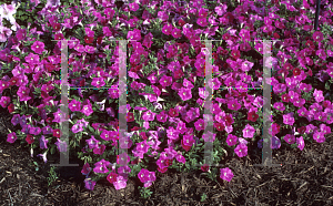 Picture of Petunia x hybrida 'Rose Wave'