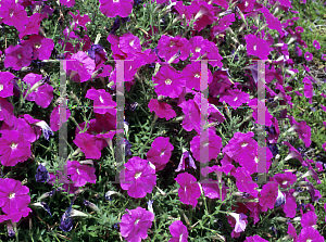 Picture of Petunia x hybrida 'Primetime Lavender'