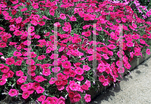 Picture of Petunia x hybrida 'Primetime Rose'