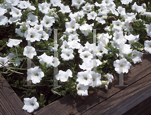 Picture of Petunia x hybrida 'Surfinia White'