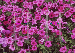 Picture of Petunia x hybrida 'Surfinia Rose Vein'