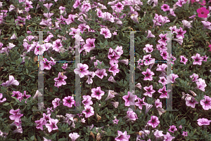 Picture of Petunia x hybrida 'Suncatcher Pink Vein'