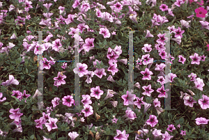 Picture of Petunia x hybrida 'Suncatcher™ Pink Vein'
