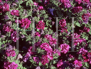 Picture of Petunia x hybrida 'Double Madness Burgundy'