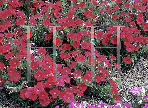 Picture of Petunia x hybrida 'Fantasty Red'