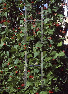 Picture of Phaseolus coccineus 