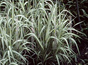 Picture of Phalaris arundinacea 'Feesey'