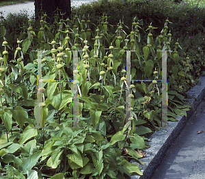 Picture of Phlomis fruticosa 