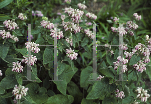 Picture of Phlomis bovei ssp. maroccana 