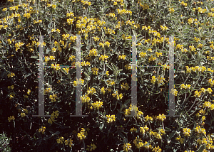 Picture of Phlomis lycia 