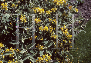 Picture of Phlomis lycia 