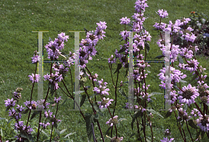 Picture of Phlomis tuberosa 