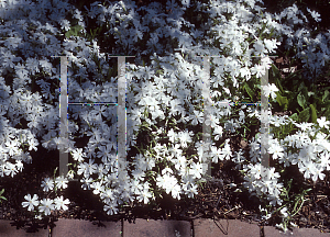 Picture of Phlox bifida 'Minima Colvin'