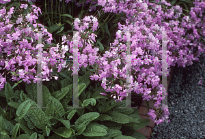 Picture of Phlox carolina 'Bill Baker'