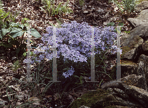 Picture of Phlox divaricata 