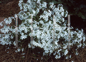 Picture of Phlox divaricata 'May Breeze'